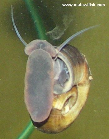 Катушка роговая (planorbis corneus)