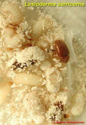 Гусеницы зерновой моли (nemapogon granellus)