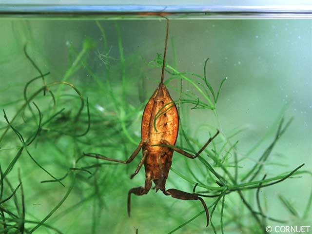 Водяной скорпион (nepa cinerea)