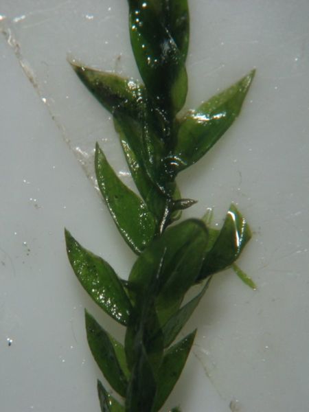 Водяной мох фонтиналис