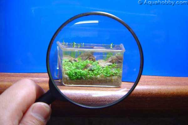 Маленький аквариум