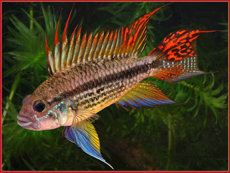 centerpiece freshwater fish