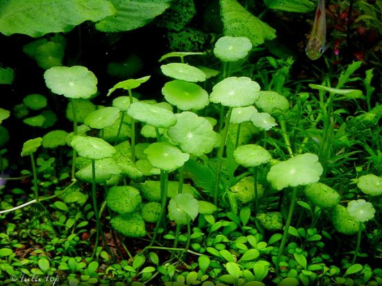 Растения для террариумов, палюдариумов, флорариумов и т.п. Hydrocotyle_verticillata_0