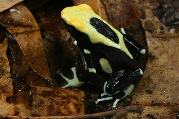 Древолаз пятнистый (Dendrobates tinctorius Yellow back)
