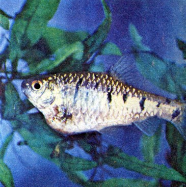 Рыбка со вздувшимся животом