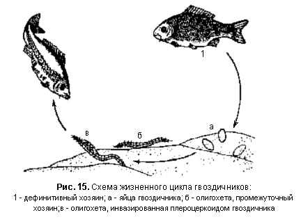 Схема заражения рыбок