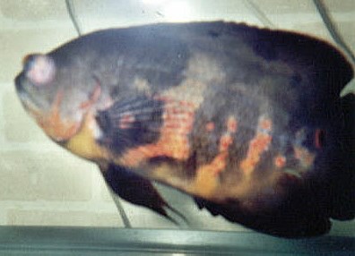 Доклад: Ихтиоспоридиоз - опасное заболевание рыб