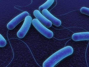 Бактерия
