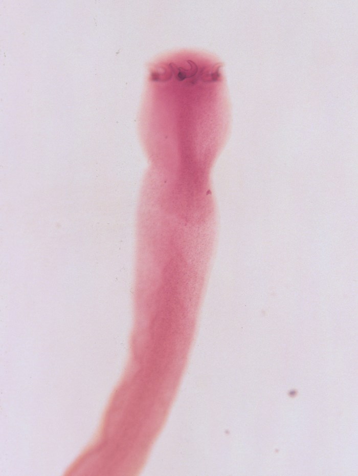 Гельминт (Triaenophorus nodulosus)