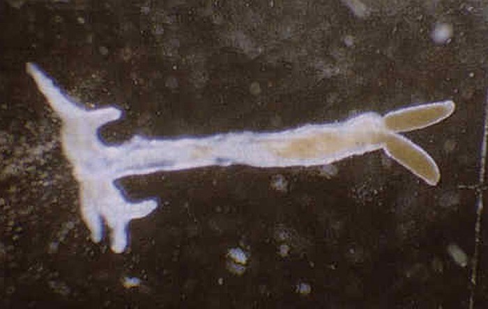 Lernaea elegans