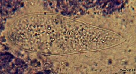 Protoopalina symphysodon