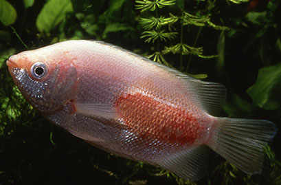 Рыбка пораженная Pseudomonas dermoalba