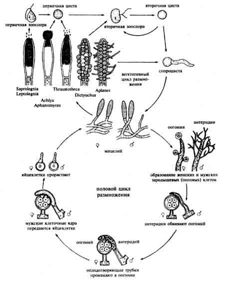 Цикл развития Saprolegniaceae