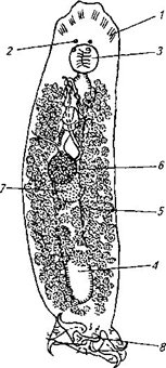 Сосальщик Tetraonchus alascensis