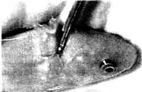 Умерщвление рыбы перерезанием позвоночного столба