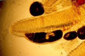 Trichophrya piscium